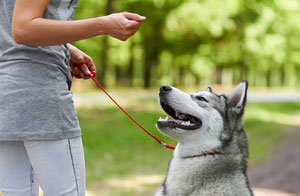 Dog Trainers in Cwm-Cewydd, Gwynedd